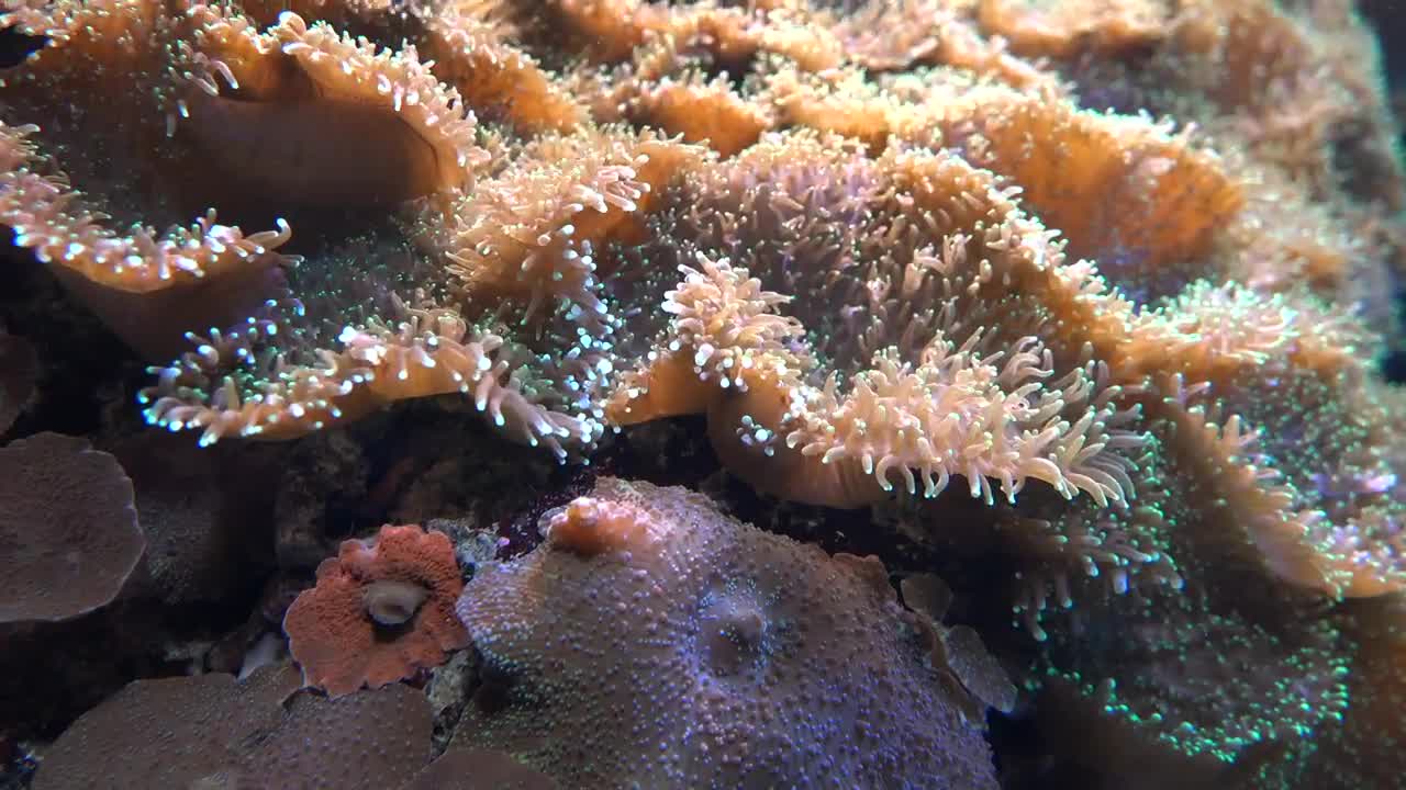 Stock Video Coral Reef Underwater Live Wallpaper For PC - Free Download