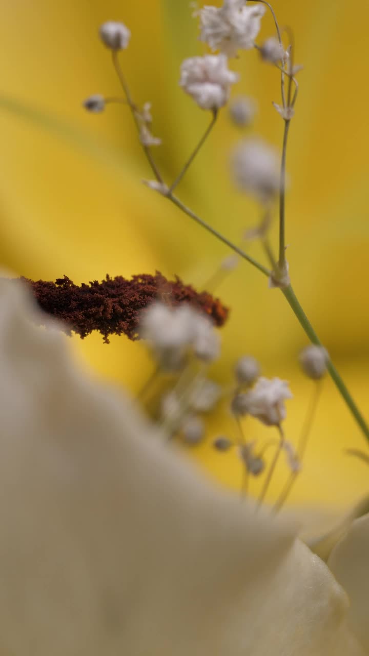 Stock Video Little Flowers Near A Big Flower Animated Wallpaper - Free Download
