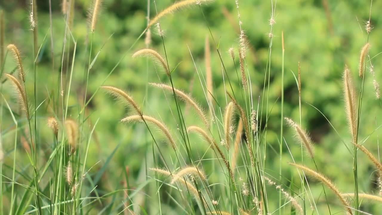 Stock Footage Wild Grass And Ferns Live Wallpaper - Free Download