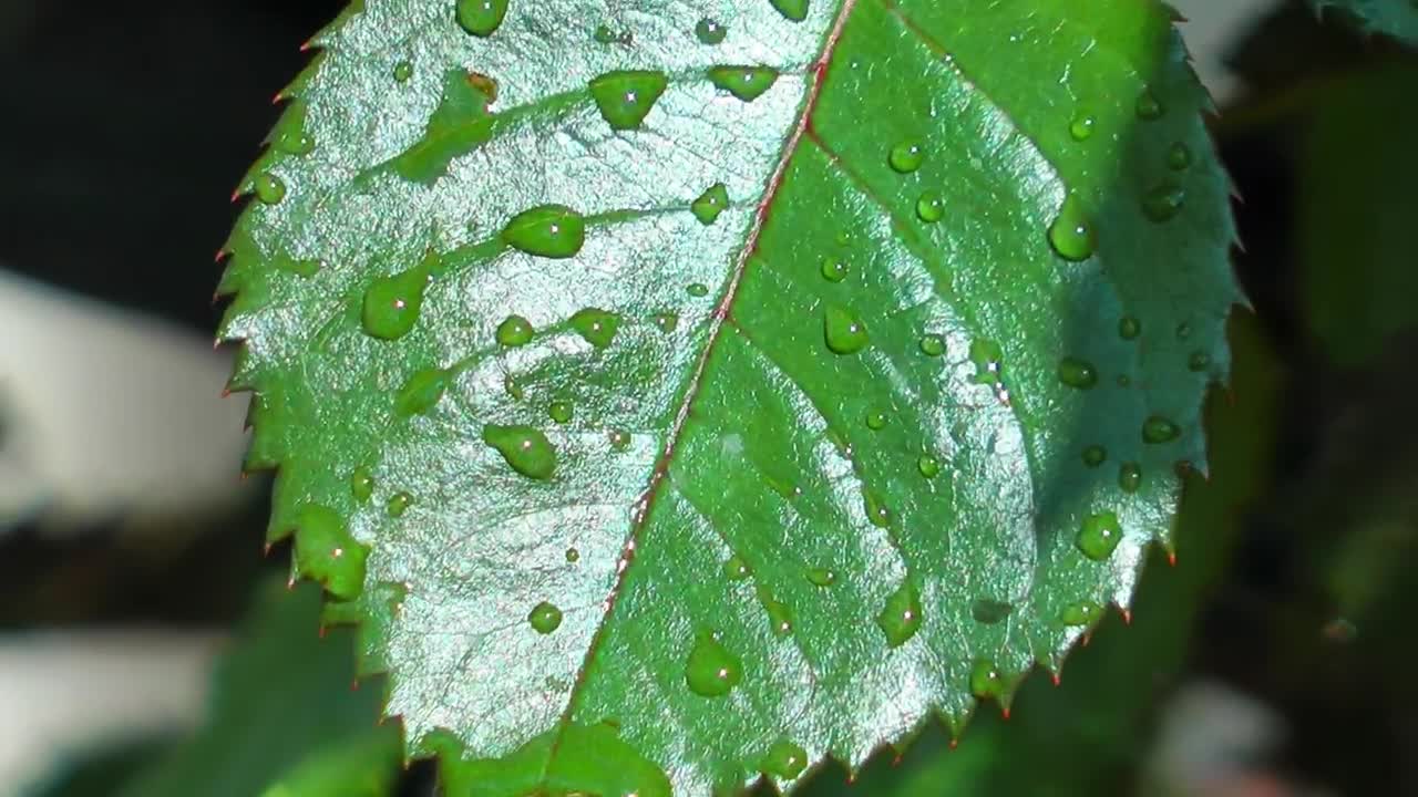Stock Footage Wet Branch With Leaves And Thorns Live Wallpaper - Free Download
