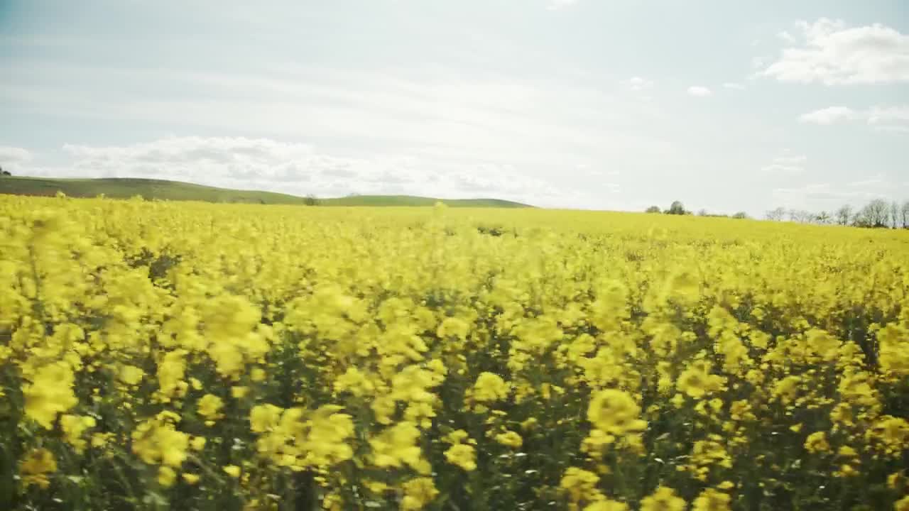 Stock Video Crops Moving In The Breeze Live Wallpaper For PC - Free Download