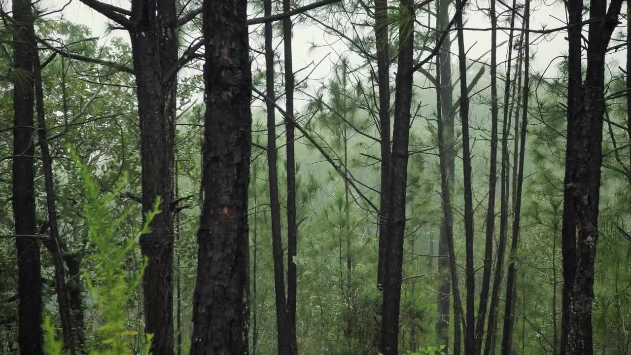 Free Video Stock temperate forest with trees Live Wallpaper - Free Download