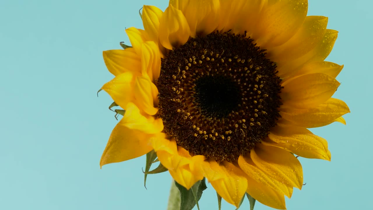 Free Video Stock Sunflower Close Up Live Wallpaper - Free Download