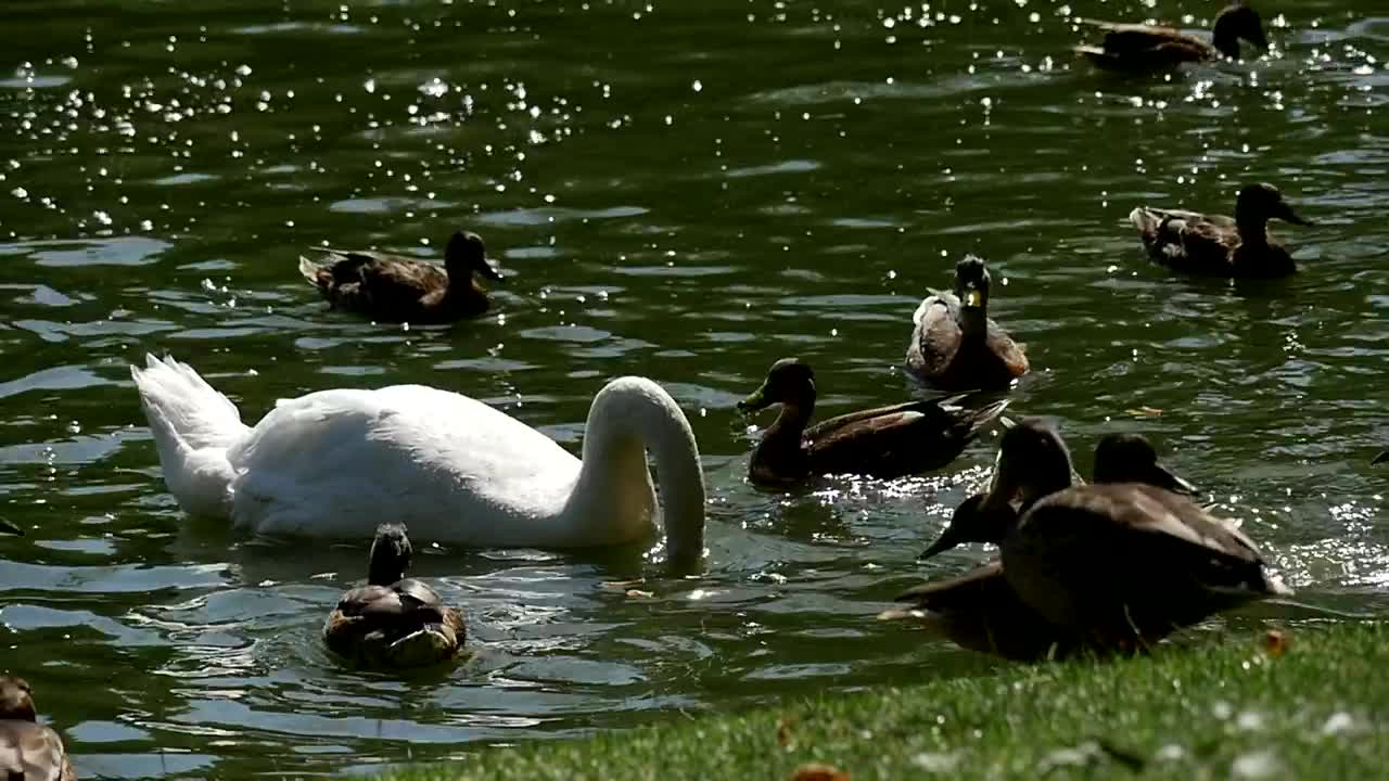 Stock Video Ducks And A Swan In A Lake Live Wallpaper For PC - Free Download