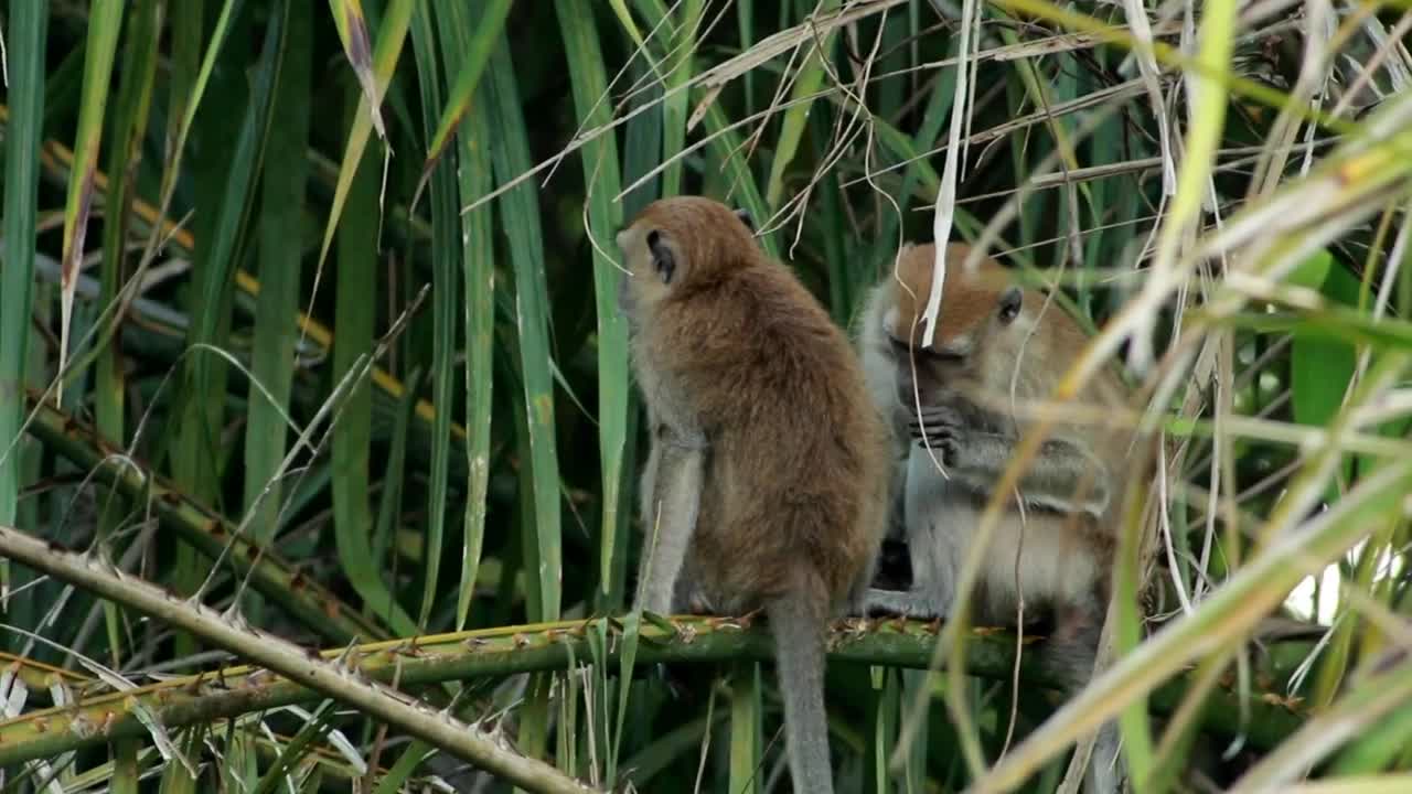 Stock Video Monkeys Grooming In The Wil Animated Wallpaper - Free Download