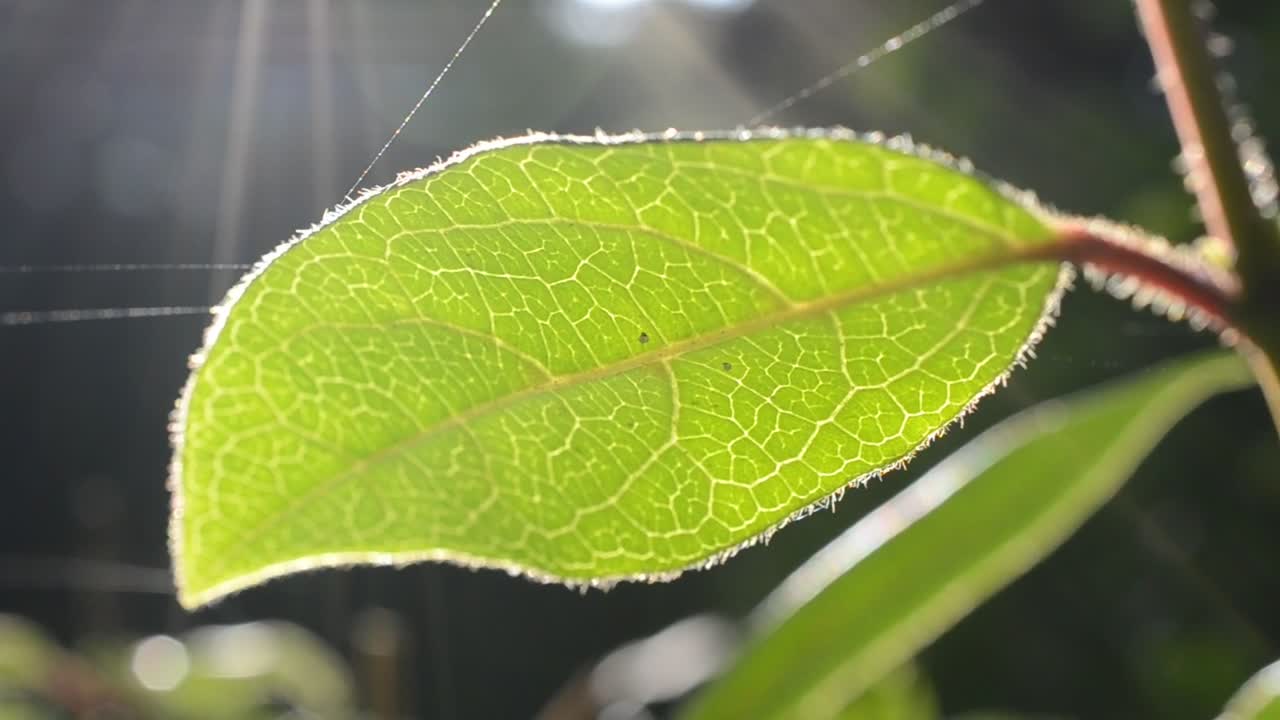 Free Video Stock Spider Webbing Over Leaves Live Wallpaper - Free Download