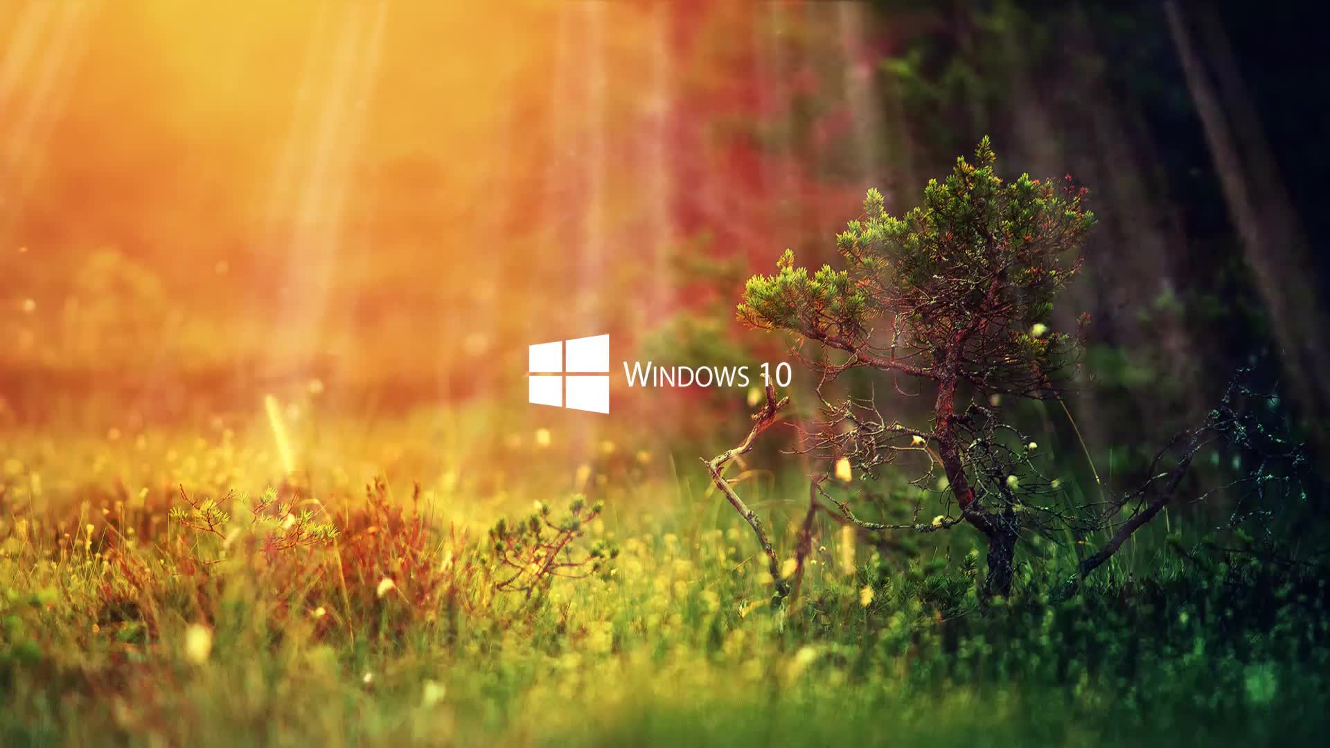 Windows 10 Nature Live Wallpaper - Free Download
