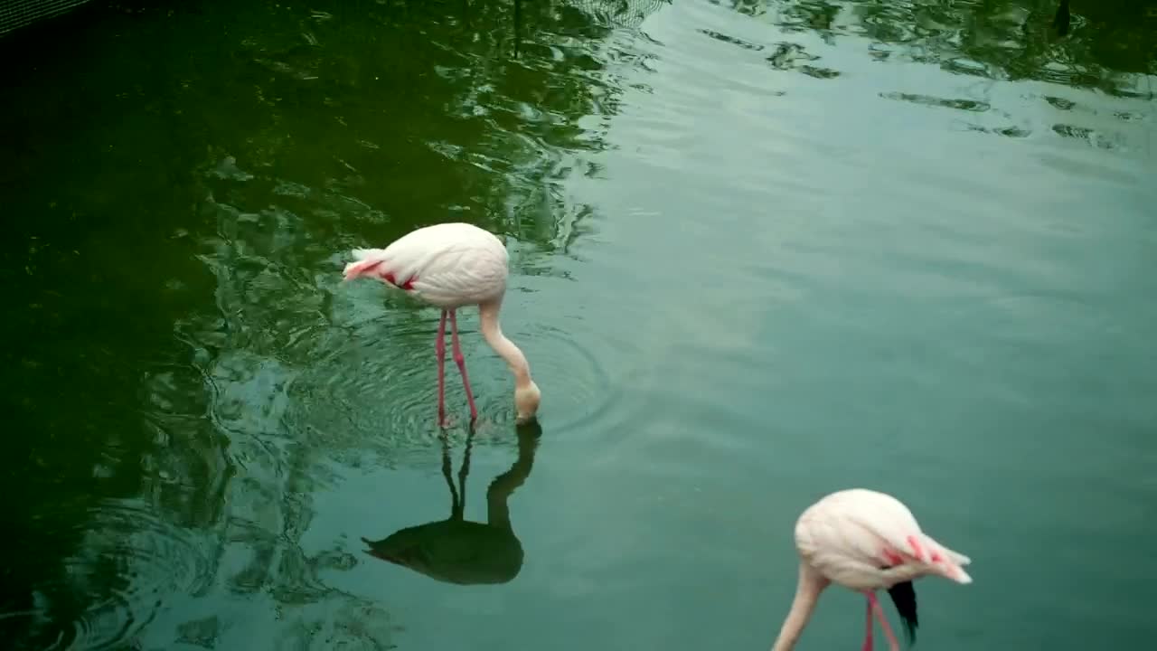 Stock Video Pair Of Flamingos Drinking Water In A Lake Live Wallpaper - Free Download