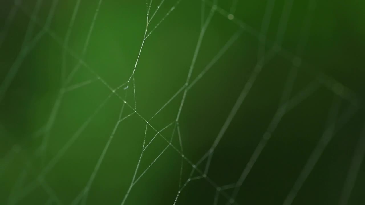 Free Video Stock Spider On Invisible Web Live Wallpaper - Free Download