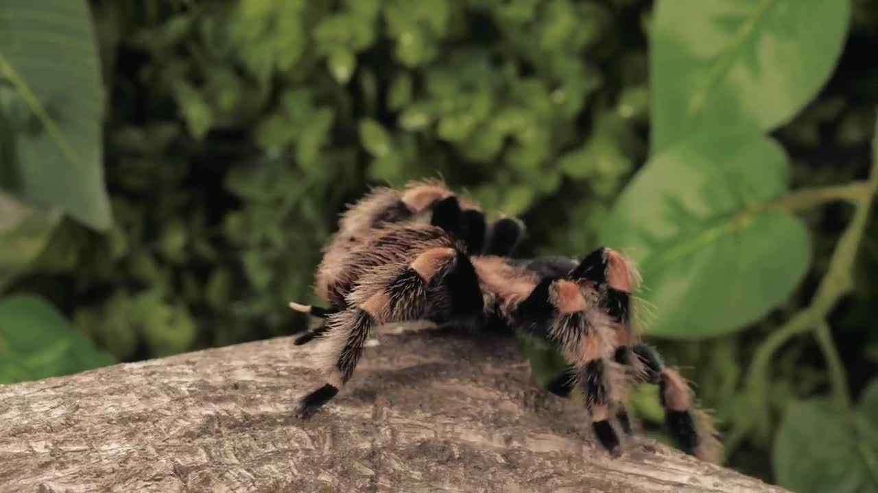 Stock Video Black And Orange Tarantula Walking Closeup Live Wallpaper For PC - Free Download