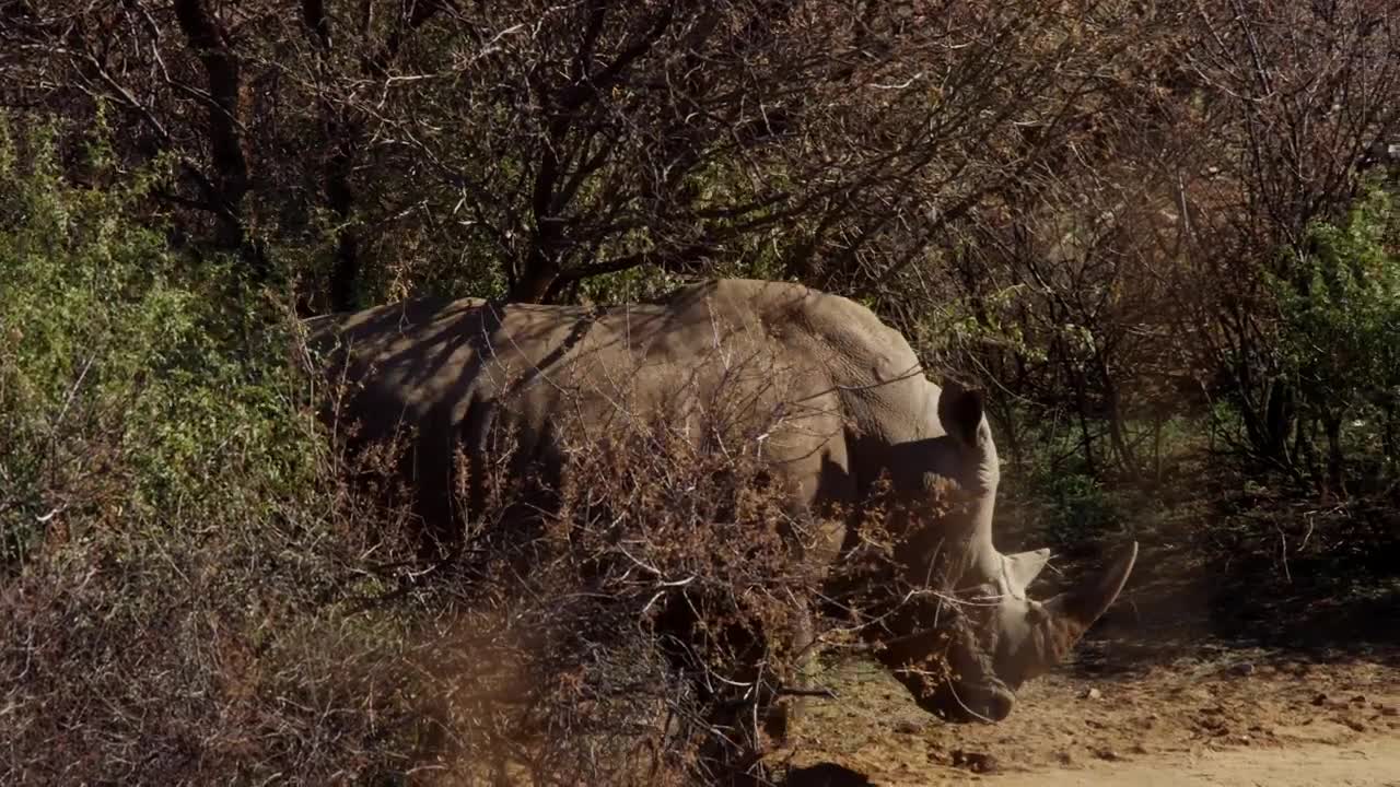 Free Stock Video Rhino Walking In The Jungle Live Wallpaper - Free Download