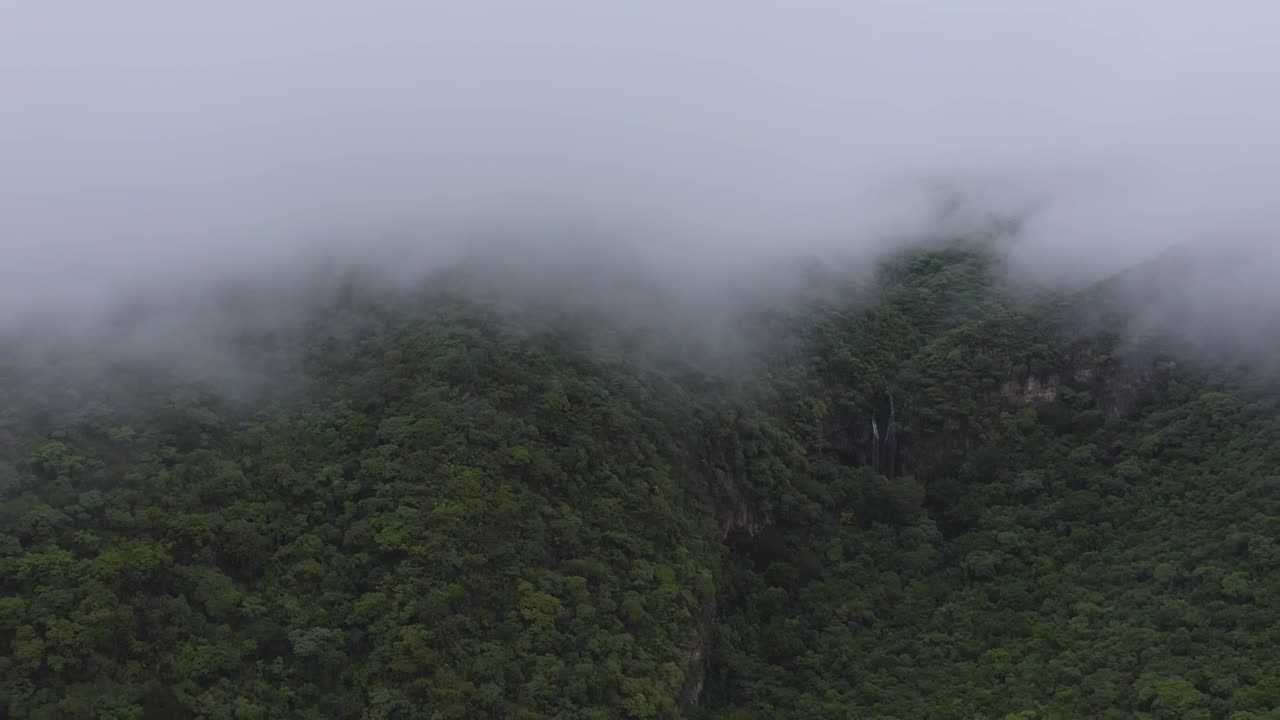 Stock Video Forest Disappearing In The Fog Live Wallpaper For PC - Free Download