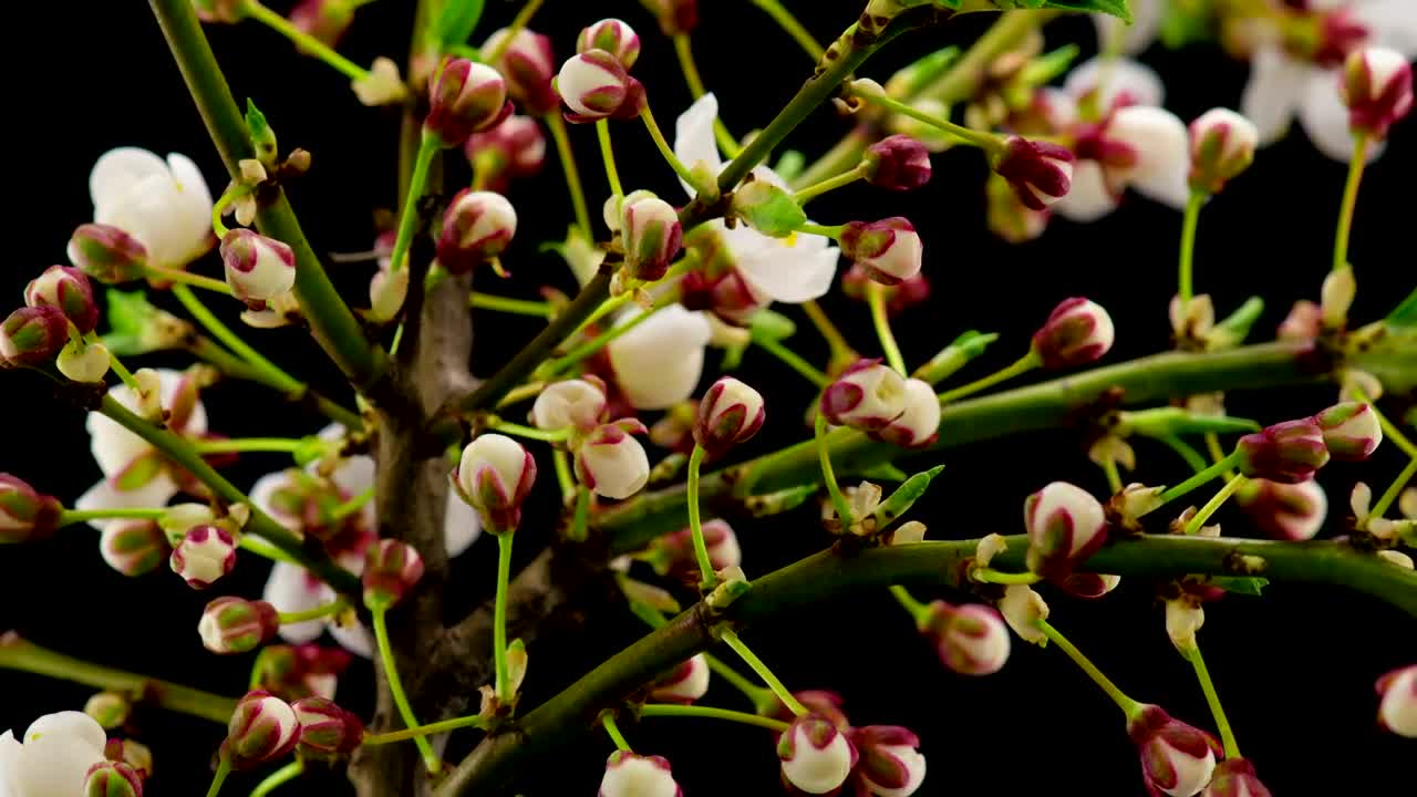 Stock Footage White Flowers Blossom On The Branches Live Wallpaper - Free Download