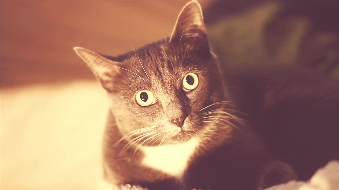 One Cat Look HD Animated Wallpaper - Free Download