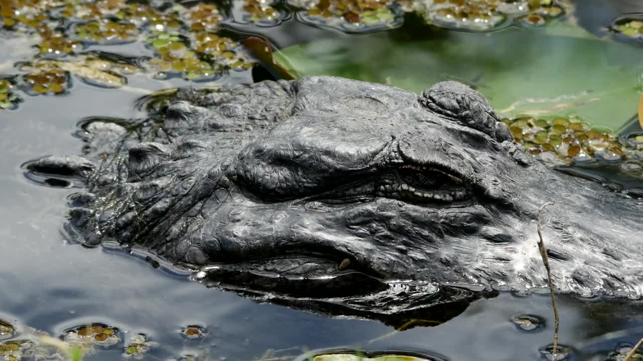 Stock Video Crocodile Head In A Lake Live Wallpaper For PC - Free Download