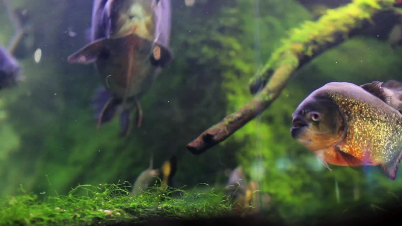 Stock Video Fish And Moss In A Fish Tank Live Wallpaper For PC - Free Download