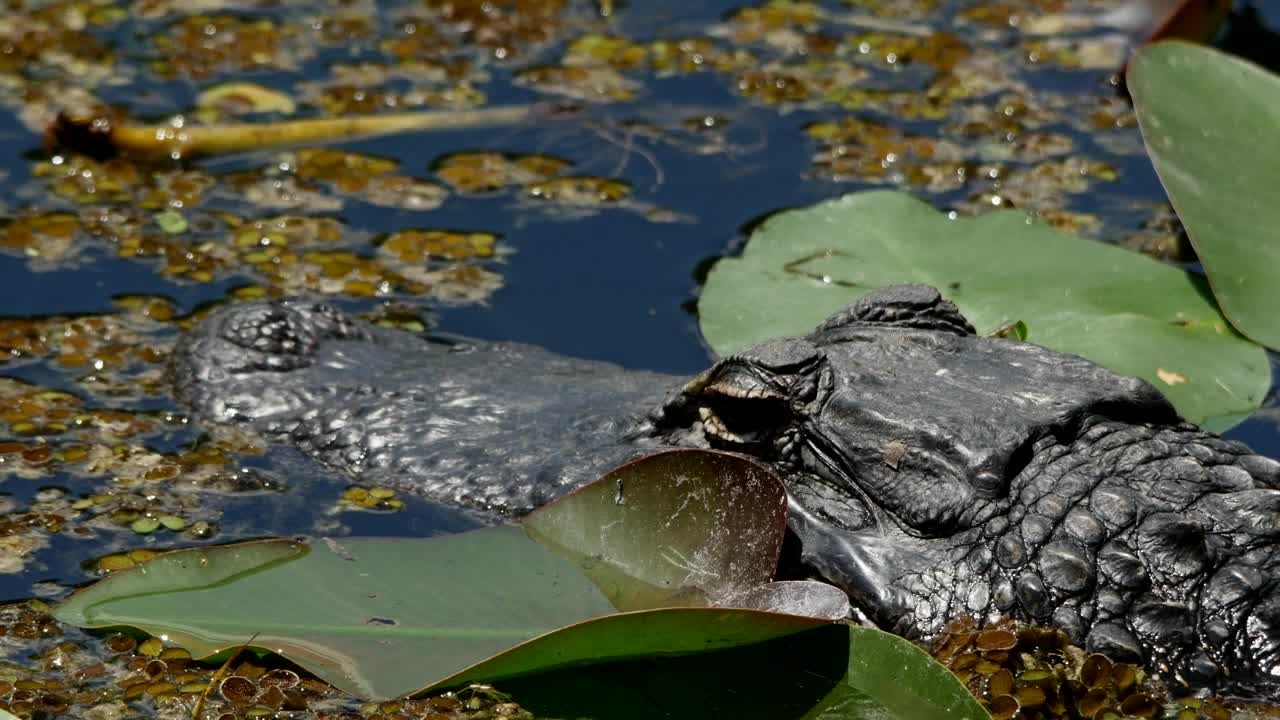Stock Video Crocodile Waiting For Its Prey Live Wallpaper For PC - Free Download