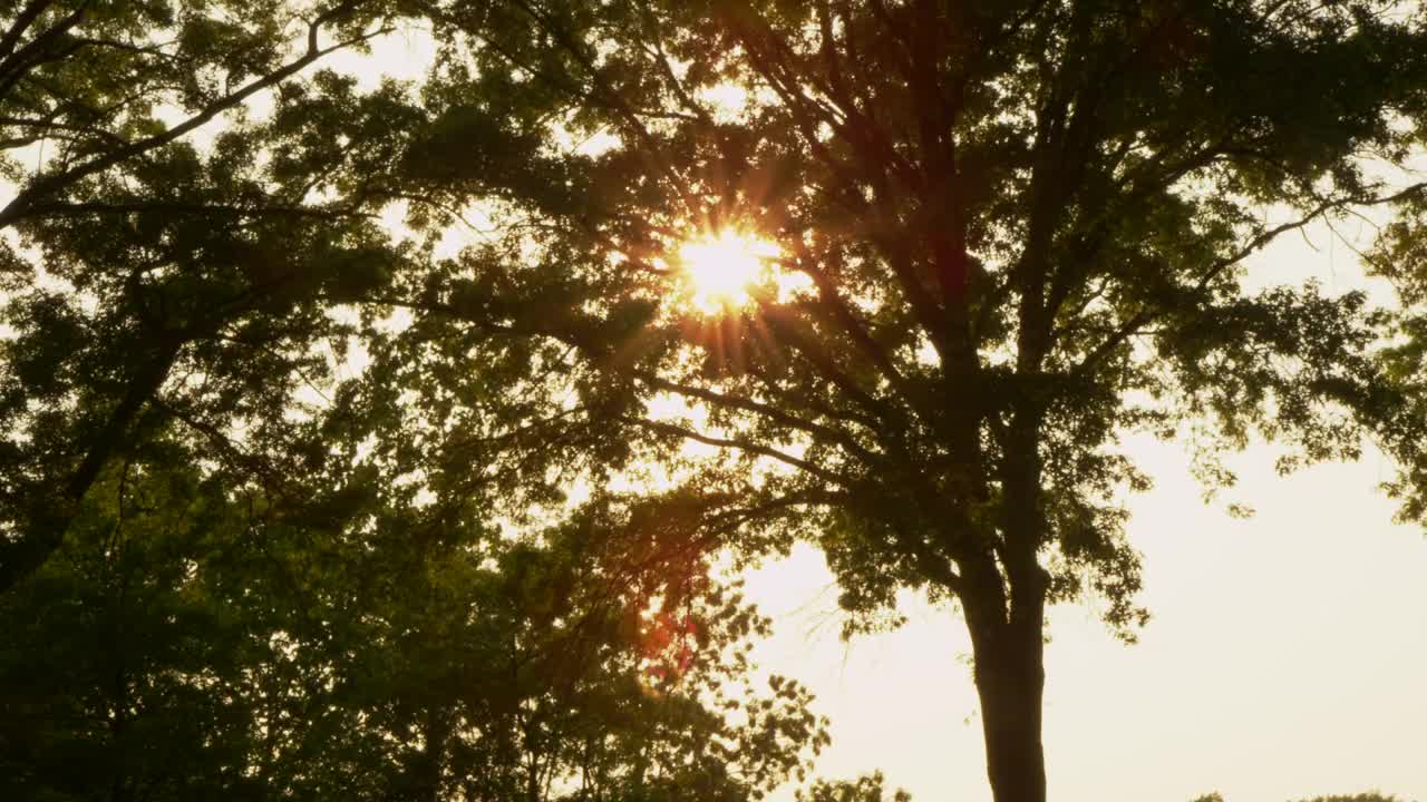 Free Stock Video Seeds Blowing In The Wind Live Wallpaper - Free Download