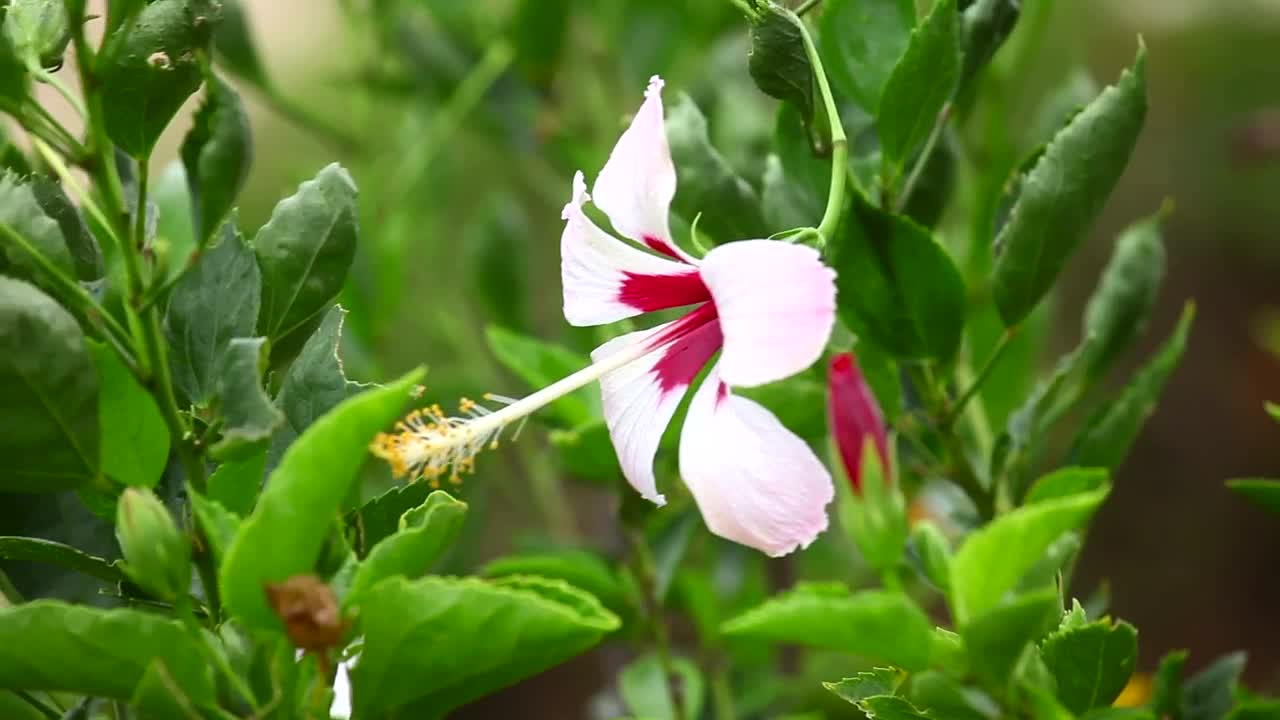 Video Stock Pink Colored Flower In The Garden Live Wallpaper Free - Free Download