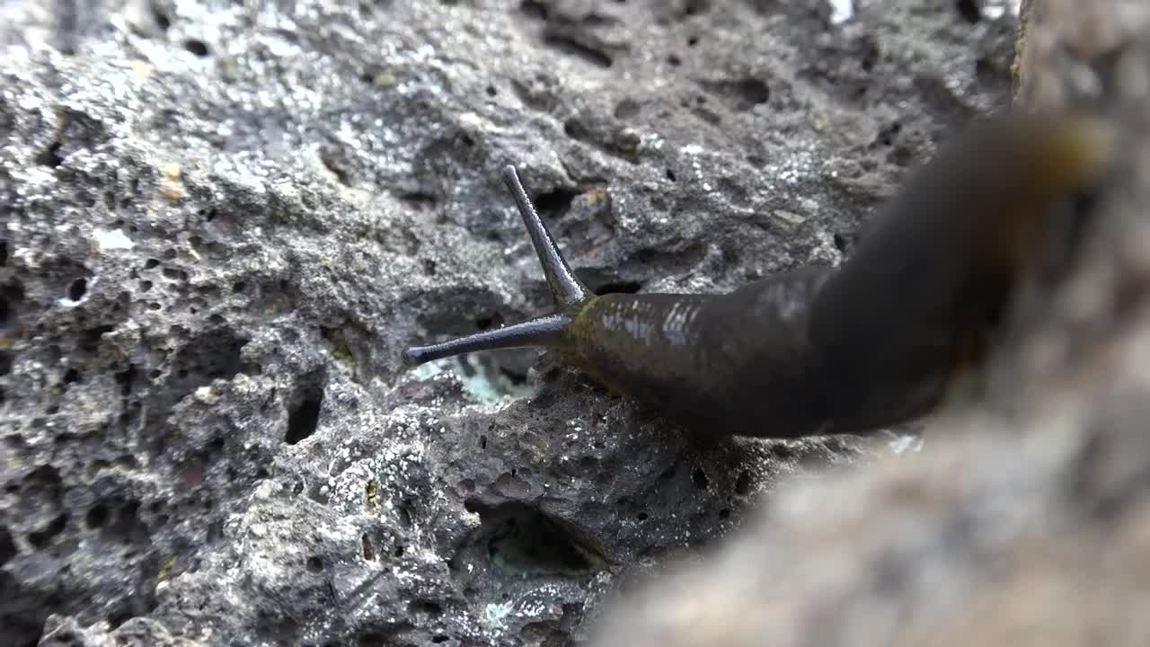 Free Video Stock Slug Crawling On A Rock Live Wallpaper - Free Download