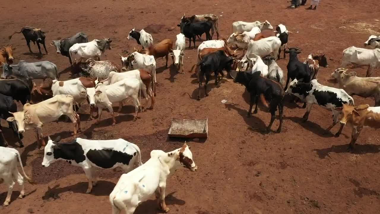 Stock Video Cows Feeding In A Dusty Field Live Wallpaper For PC - Free Download
