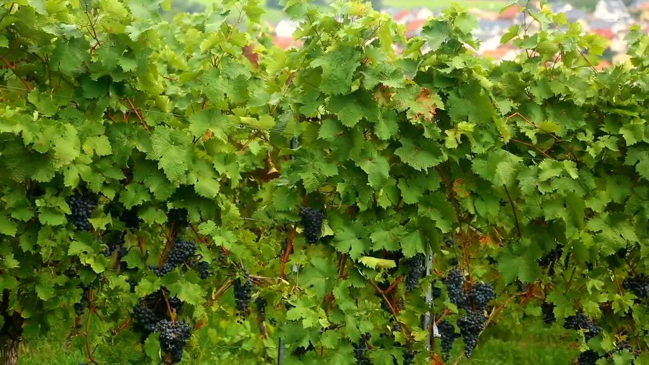 Stock Footage Vineyard And Town In The Distance Live Wallpaper - Free Download