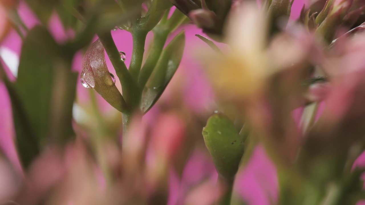 Stock Video Flowers On A Pink Background Focused On Its Details Live Wallpaper For PC - Free Download