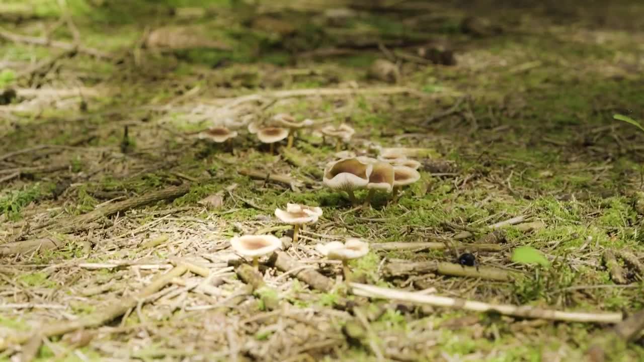 Stock Footage Wild Mushrooms On A Forest Floor Live Wallpaper - Free Download