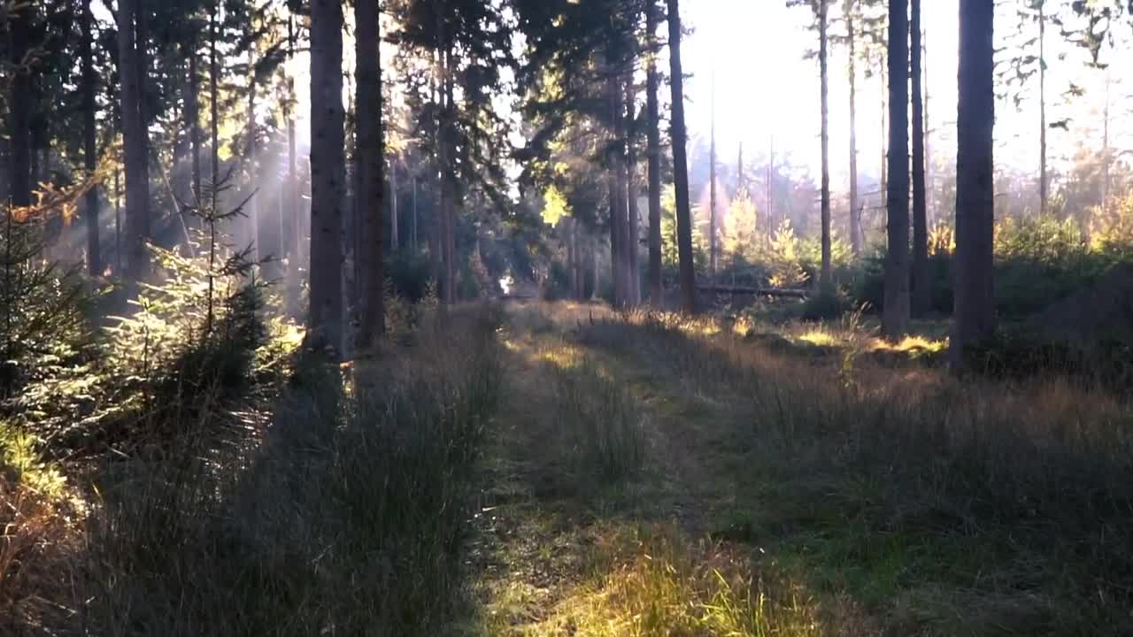 Video Stock Quiet Forest Live Wallpaper Free - Free Download