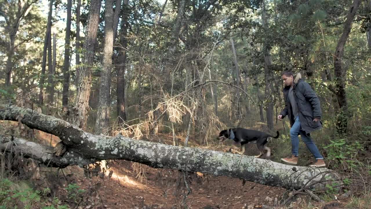 Stock Video Man Walking His Dog In A Fores Animated Wallpaper - Free Download