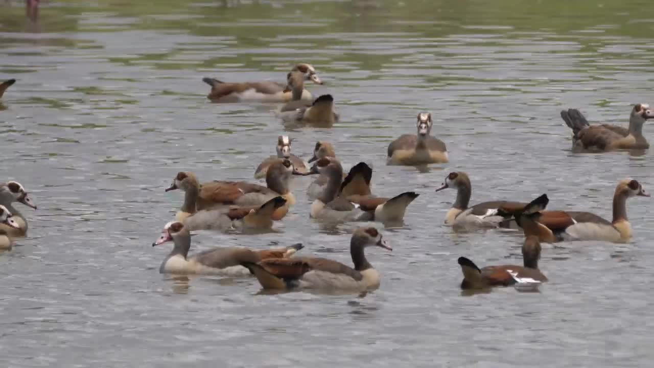 Stock Video Gooses In A Lake Live Wallpaper For PC - Free Download