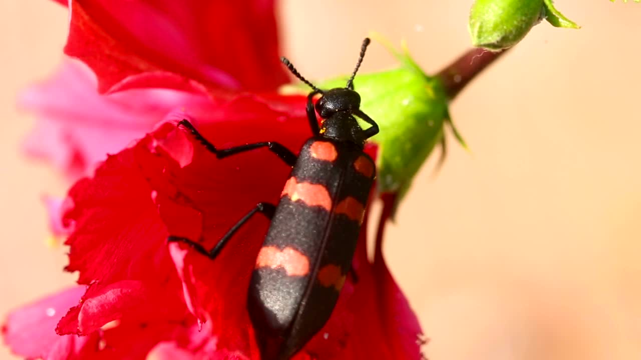 Stock Video Black And Red Beetle On A Red Flower Live Wallpaper For PC - Free Download