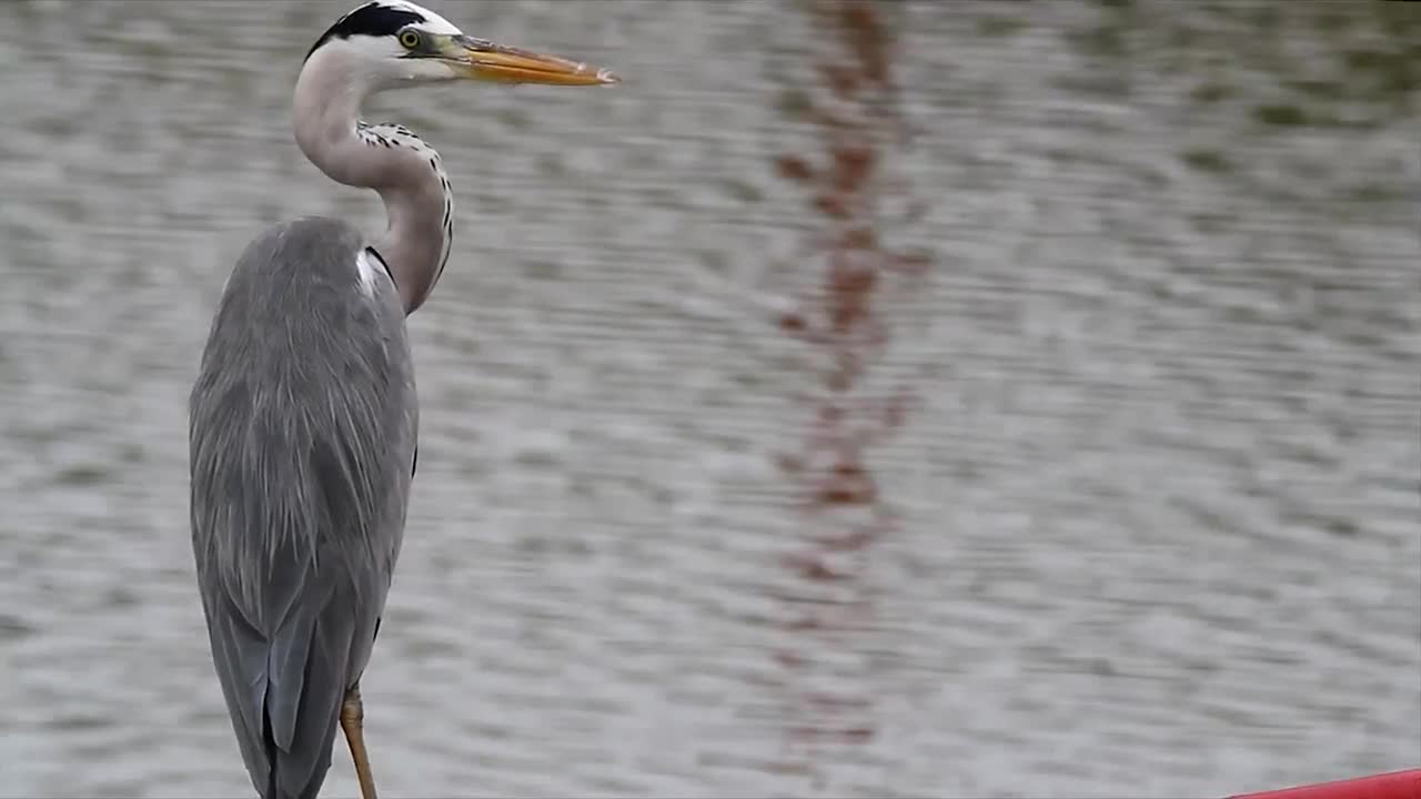 Stock Video Heron Looking Around At The Side Of A Lake Animated Wallpaper - Free Download