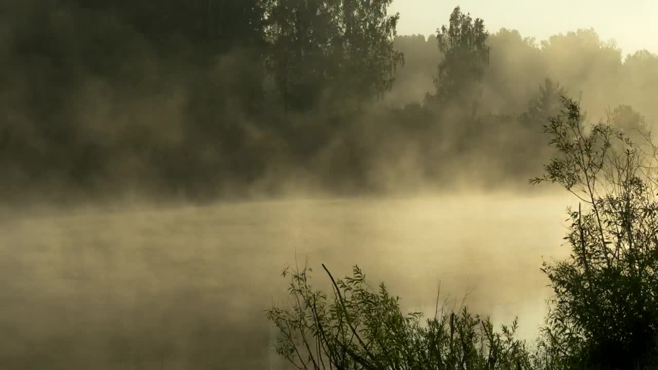 Stock Video Mist Early Morning In The Fores Animated Wallpaper - Free Download