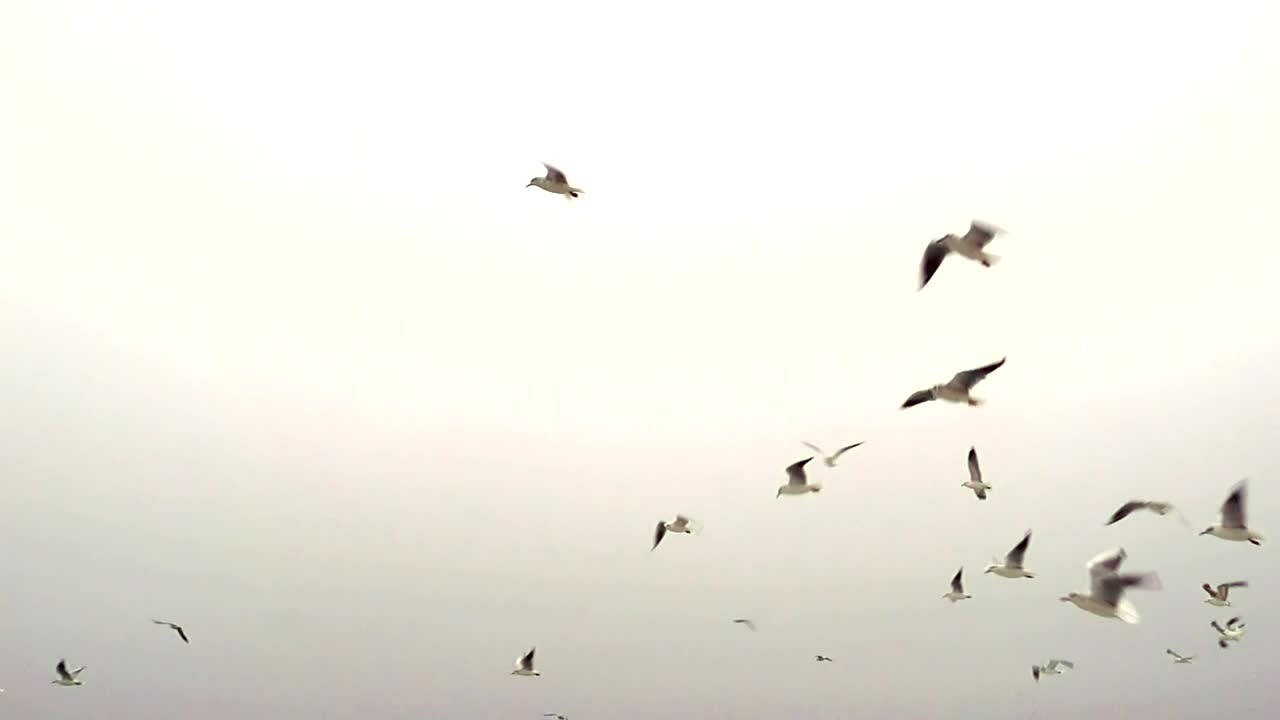 Free Stock Video Seagulls Flying In A Clear Sky Live Wallpaper - Free Download