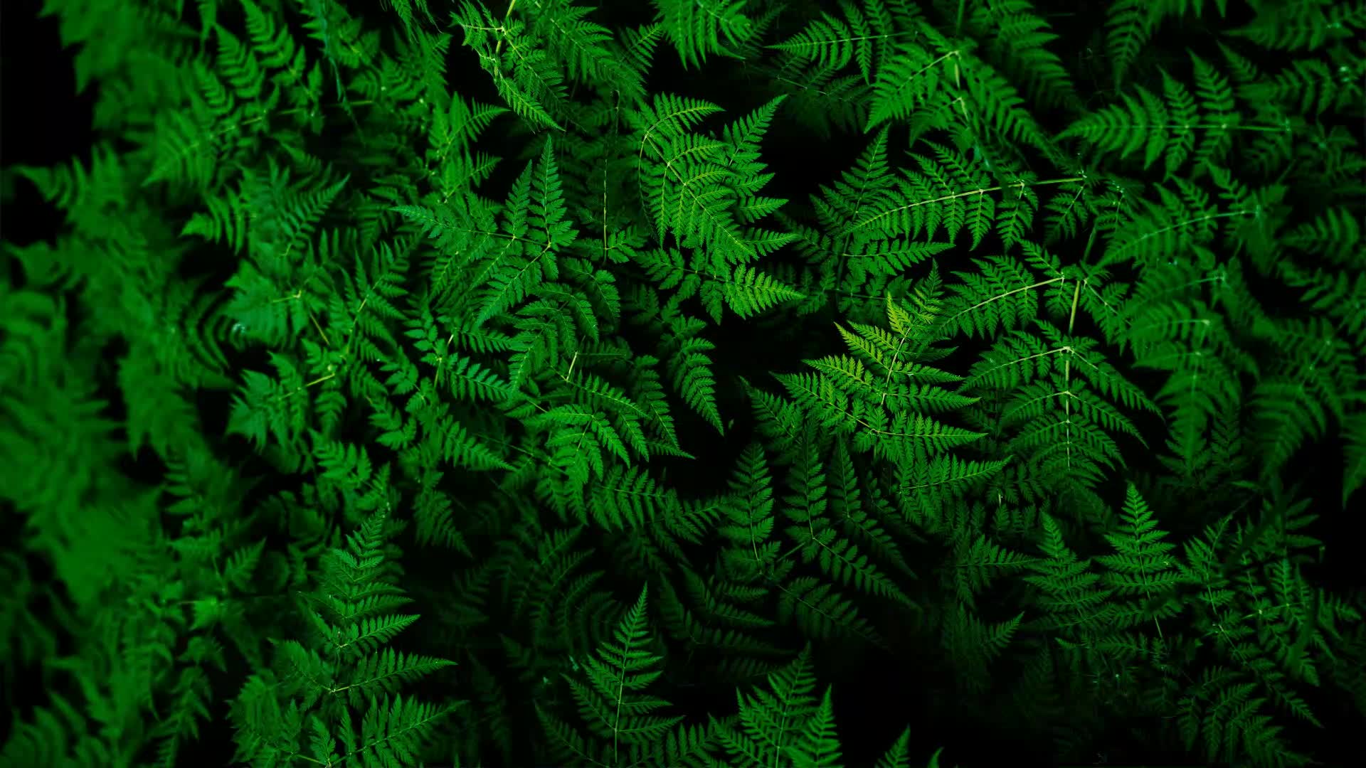Green Fern Deskop Live Wallpaper - Free Download