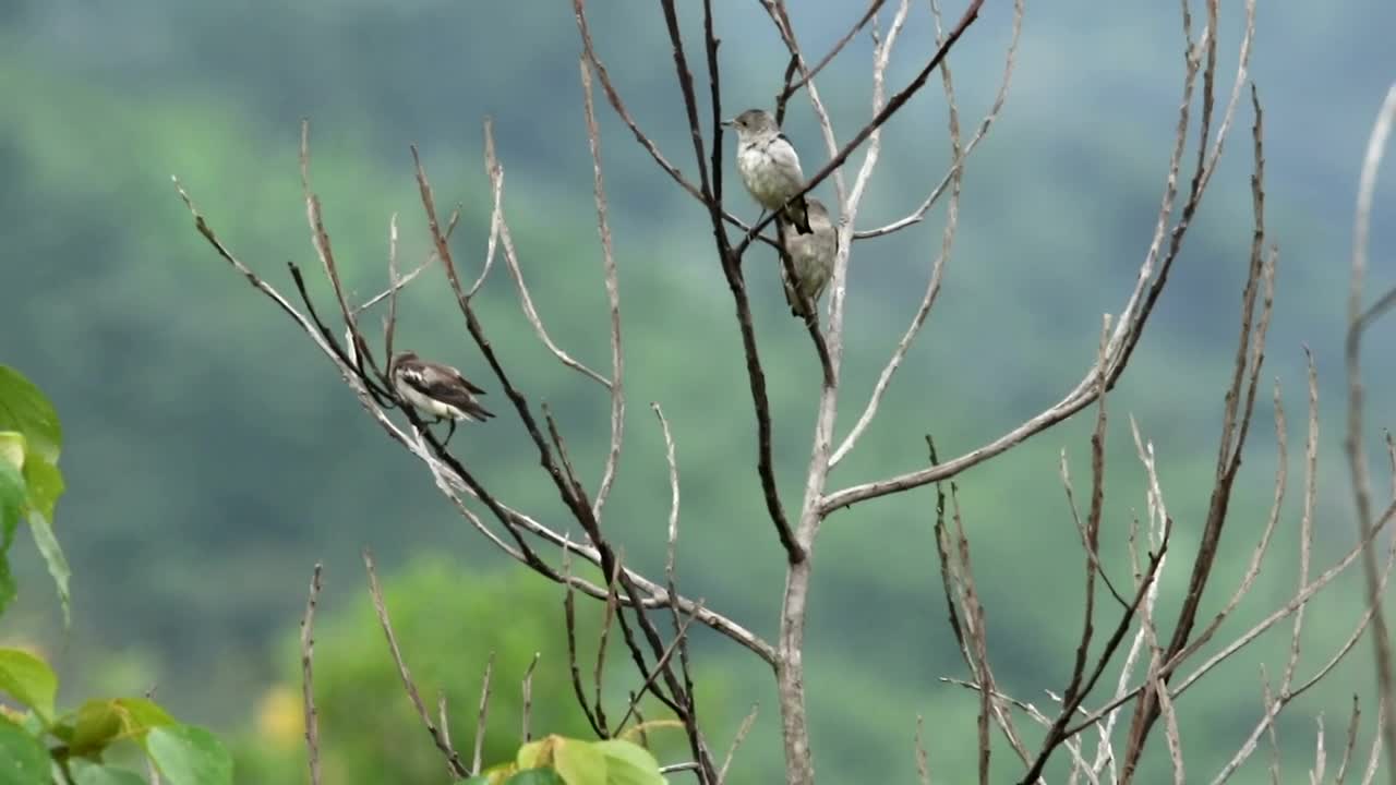 Free Video Stock Starlings In A Dead Tree Live Wallpaper - Free Download