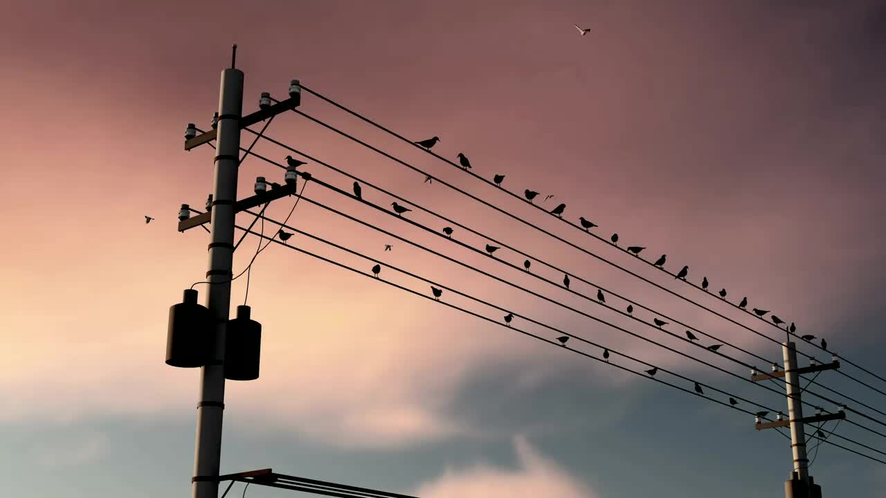 Stock Video Birds On City Electrical Cables Live Wallpaper For PC - Free Download