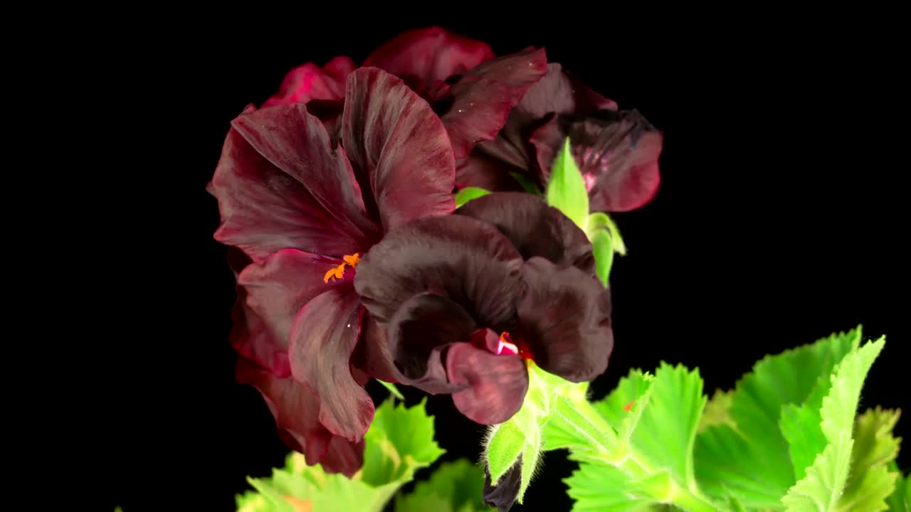 Stock Video Black Geranium Blooming Live Wallpaper For PC - Free Download