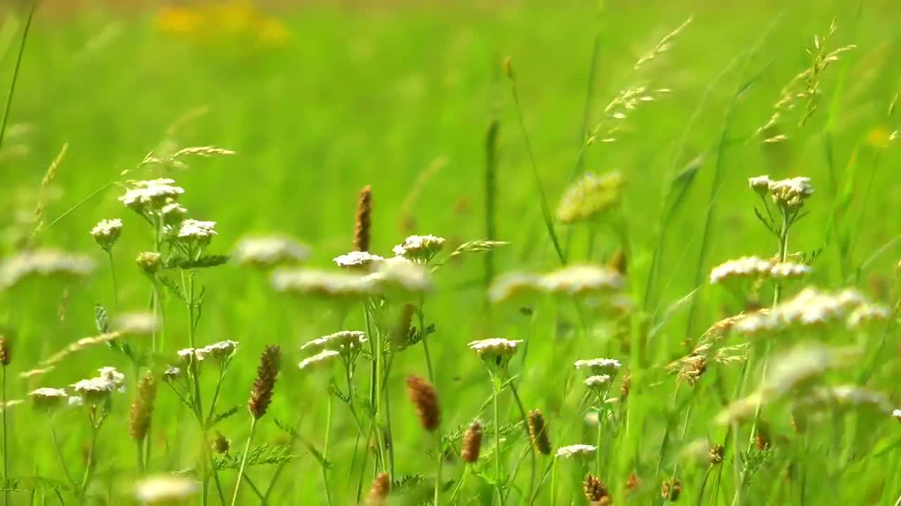 Stock Video Insects Flying In Wild Flowers Animated Wallpaper - Free Download