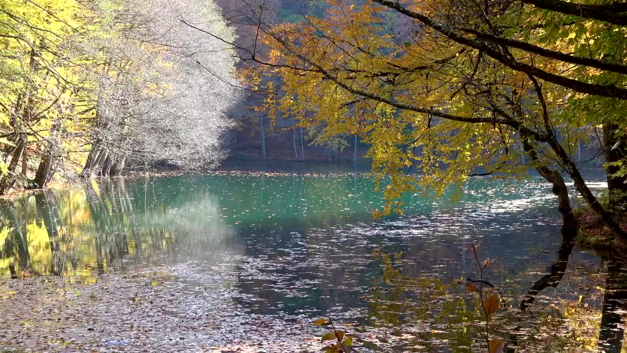 Stock Video Lake And Autumn Forest Animated Wallpaper - Free Download
