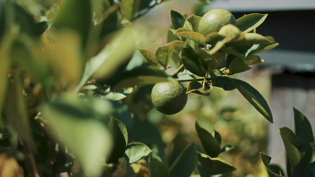 Video Stock Closeup Of A Lemon Tree Live Wallpaper For PC - Free Download