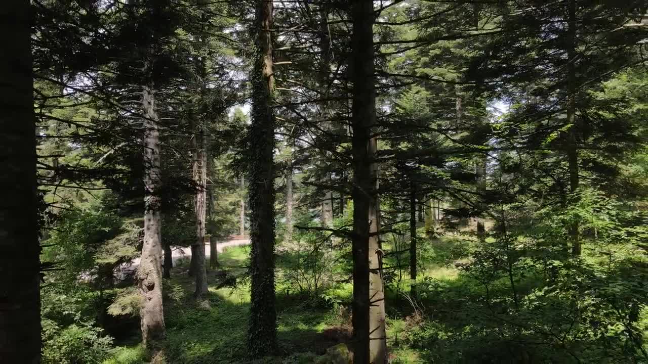 Stock Video Epic Shot Of A Green Forest Live Wallpaper For PC - Free Download