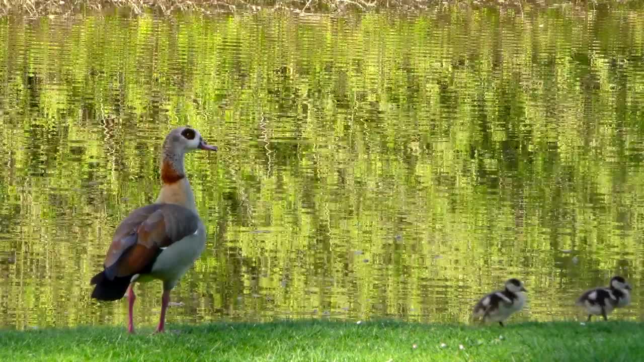Stock Video Ducks Near A Lake In A Park Live Wallpaper For PC - Free Download