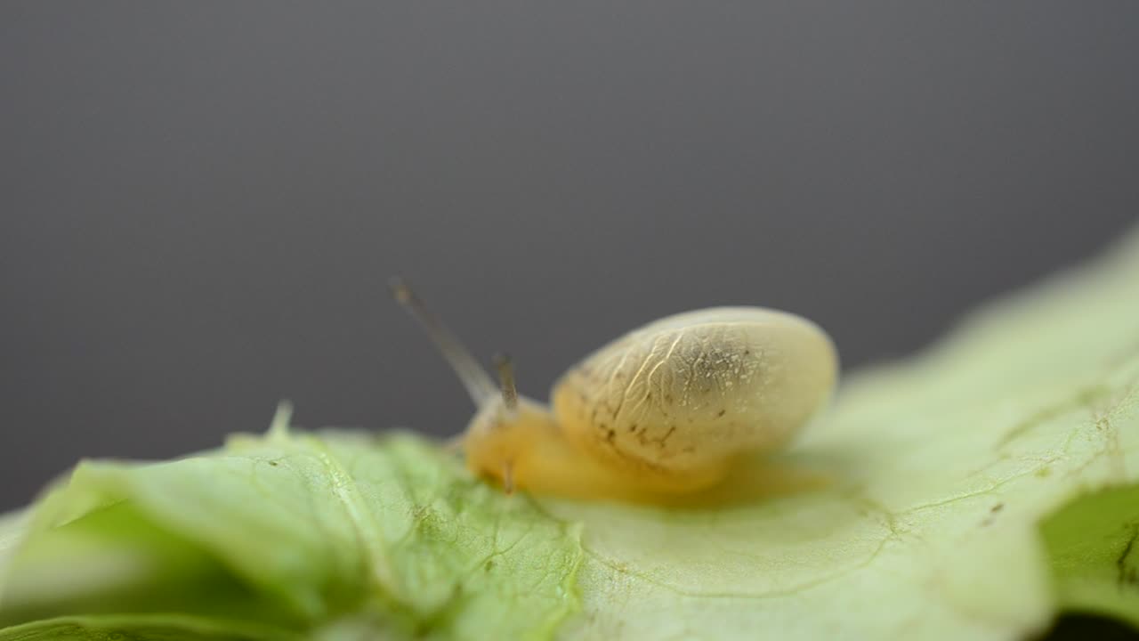 Free Video Stock Snail Eating Through A Leaf Live Wallpaper - Free Download