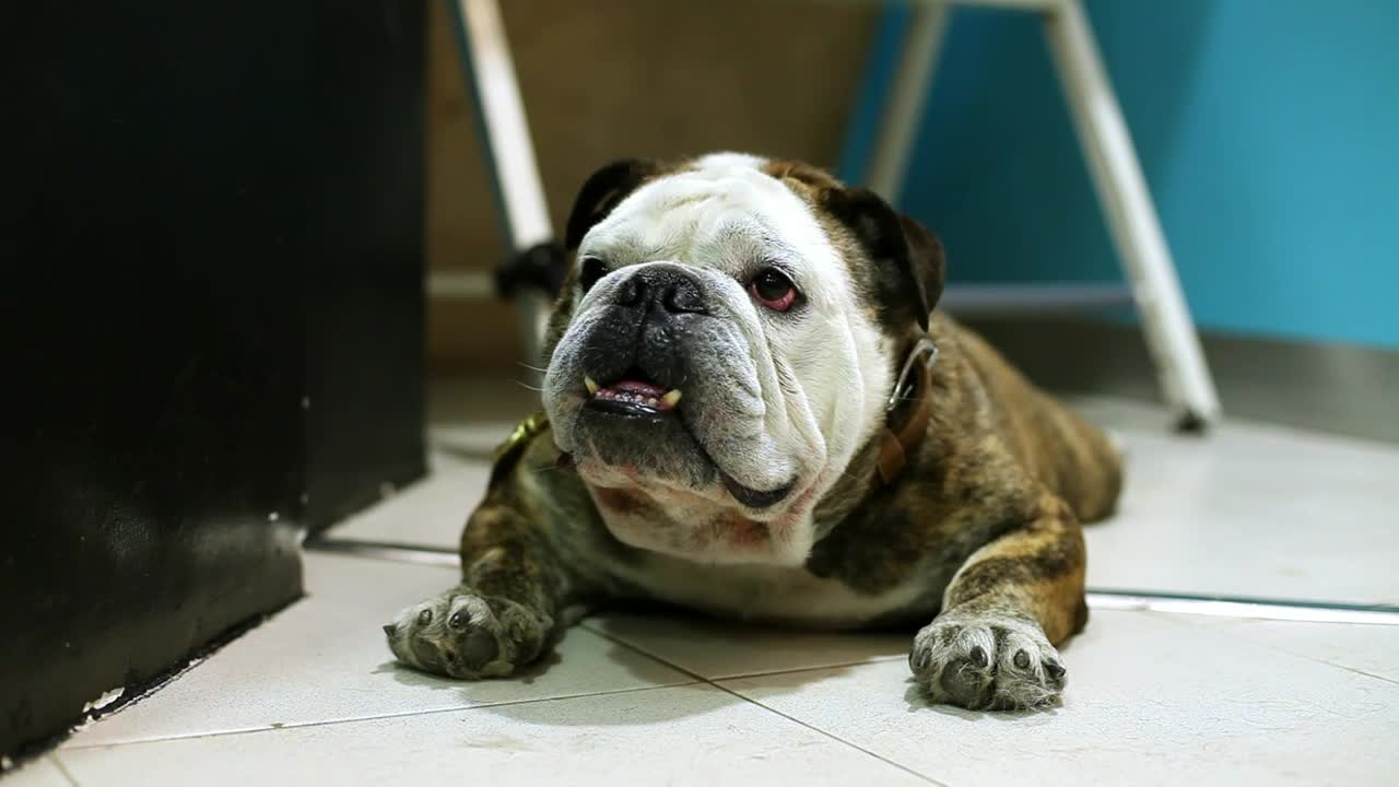 Stock Video English Bulldog Laying On Tiles Live Wallpaper For PC - Free Download