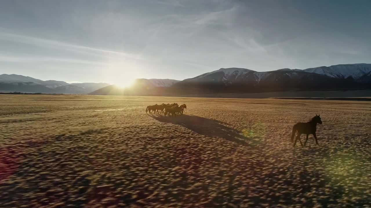 Stock Video Horses Galloping On The Meadow Animated Wallpaper - Free Download