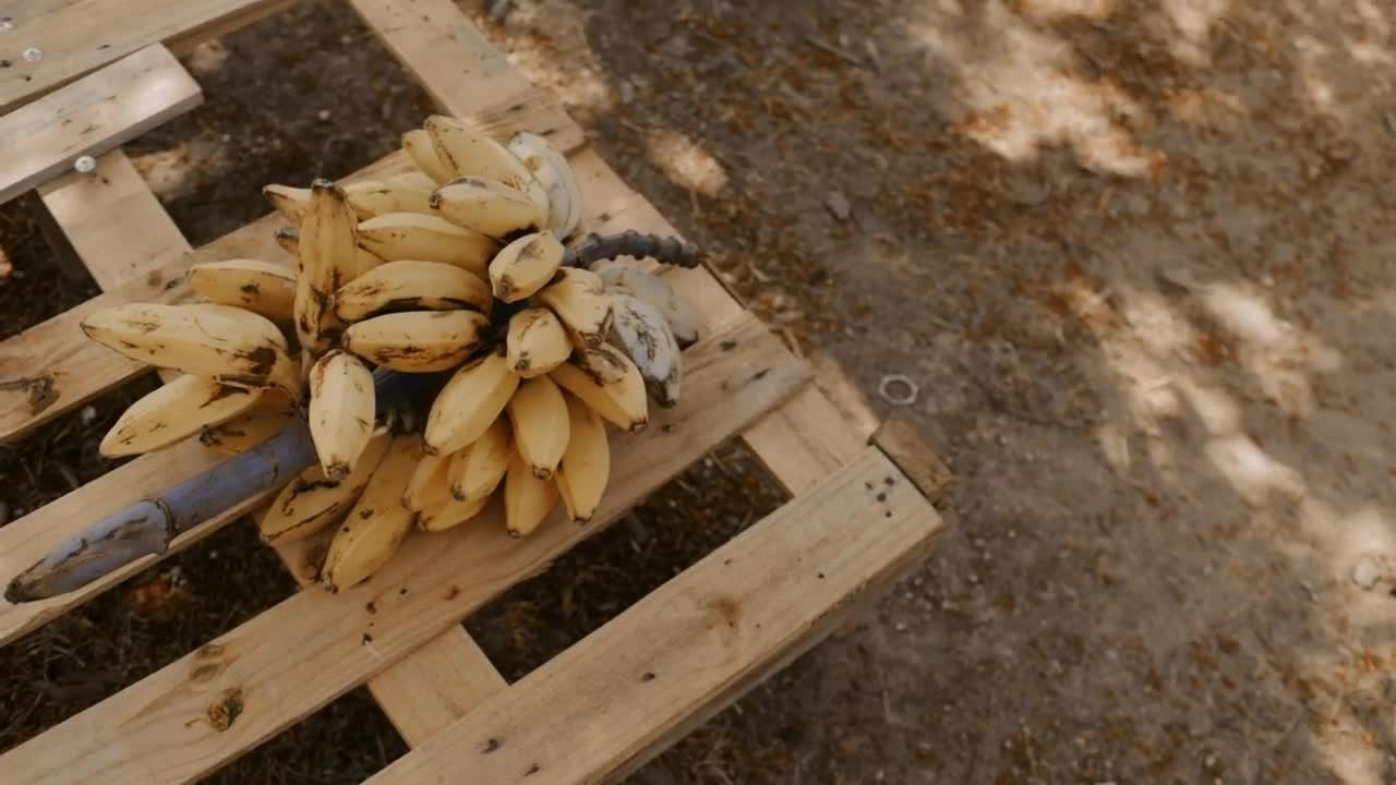 Free Video Stock Stalk Of Small Bananas Over A Wooden Base Live Wallpaper - Free Download