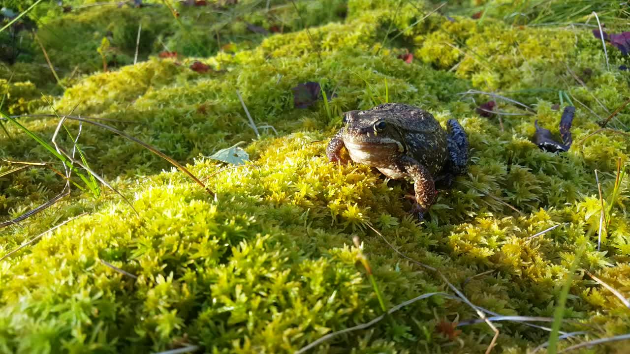 Stock Video Frog Standing On Moss Live Wallpaper For PC - Free Download