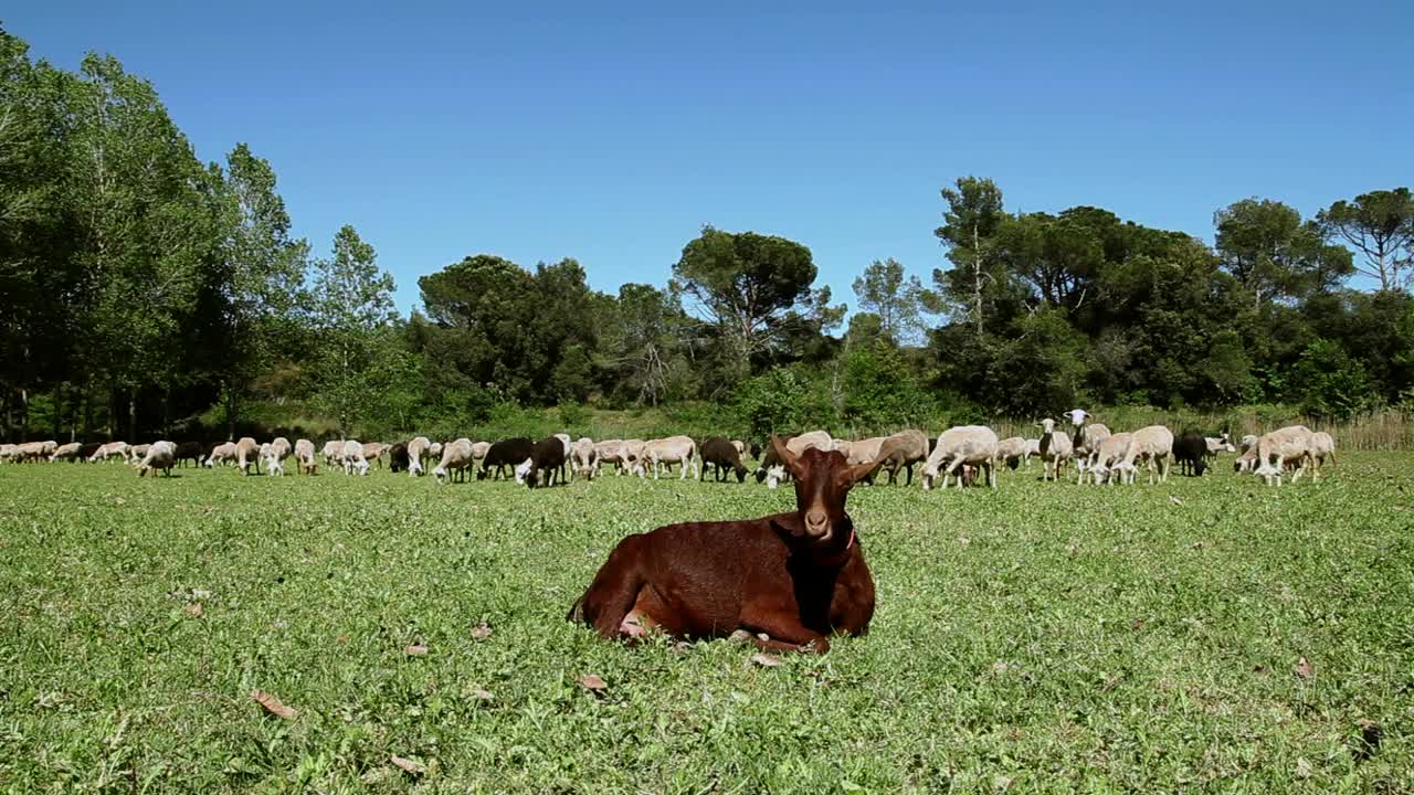 Stock Video Goats Grazing In The Meadow A Sunny Day Live Wallpaper For PC - Free Download